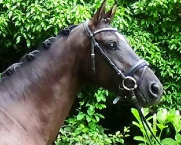 dressage horse Covergirl (Oldenburg, 2010, from Christ)