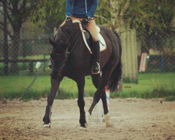 dressage horse Romantika (Bavarian, 2006, from Raphael)