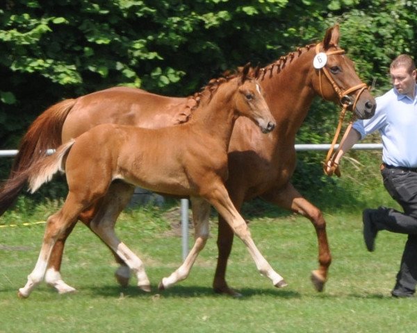 horse Quattro bianco (Westphalian, 2014, from Quantensprung 3)