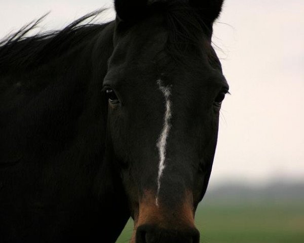 broodmare Phelia 2 (Hanoverian, 1995, from Prince Thatch xx)