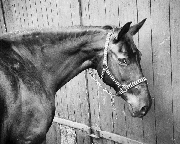 horse Ricky (Mecklenburg, 1998, from Rubinstern)