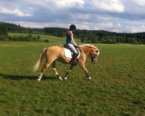 jumper Jaqueline 57 (Haflinger, 1998, from Nuko (3,125% ox)) jumper Jaqueline 57 (Haflinger, 1998, from Nuko (3,125% ox))