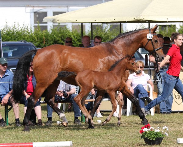 jumper Clementine O (Westphalian, 2014, from Cascadello II)