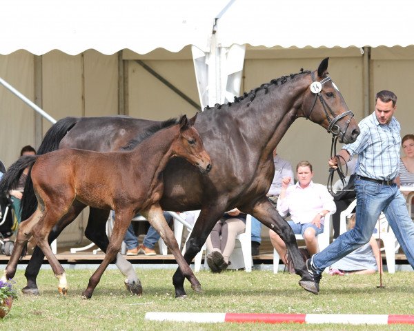 broodmare Just for you (Westphalian, 2000, from Cordobes I)