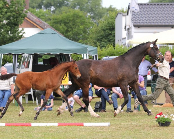 horse Stute von Lord Leatherdale (Westphalian, 2014, from Lord Leatherdale)