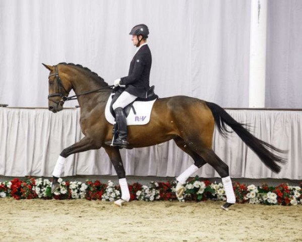 broodmare Summertime KR (Westphalian, 2011, from Sir Donnerhall I)