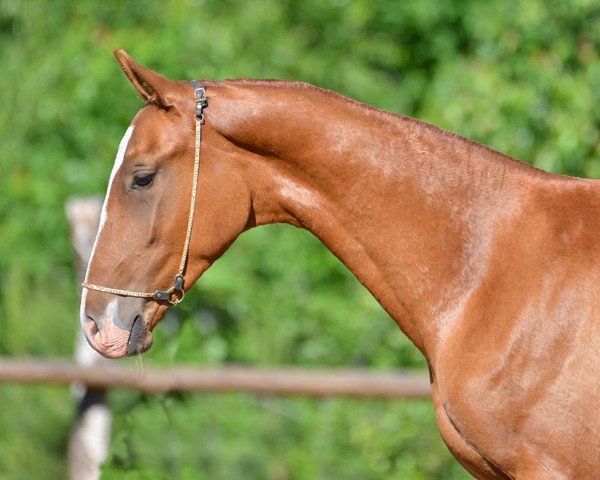 Pferd Loki Geli (Achal Tekkiner, 2012, von Damir-Geli)