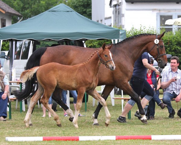 jumper Primo Punto Mzh (Westphalian, 2014, from Pilothago Dxb)