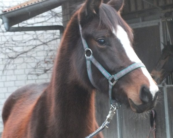 horse Sunny (Westphalian, 2012, from Show Star)