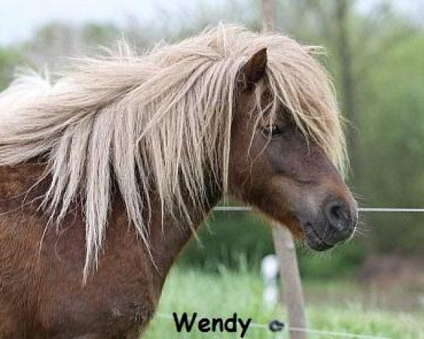 Zuchtstute Wendy von Dalberg (Shetland Pony, 2003, von Wildfang A 282) Zuchtstute Wendy von Dalberg (Shetland Pony, 2003, von Wildfang A 282)