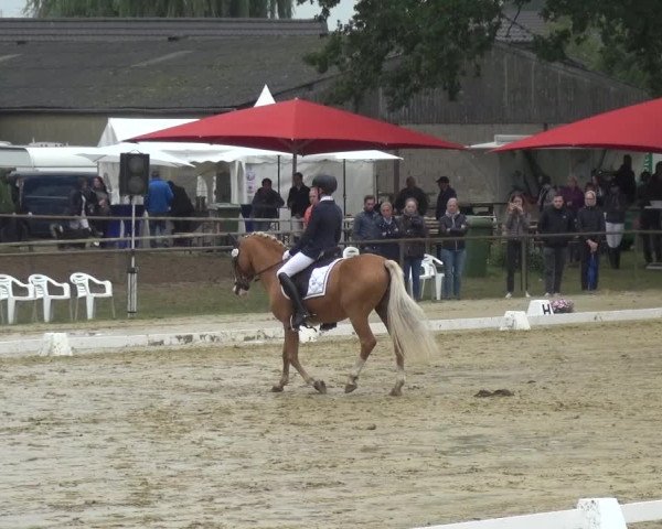 Reitturnier Willich-Anrath-Neersen 2021