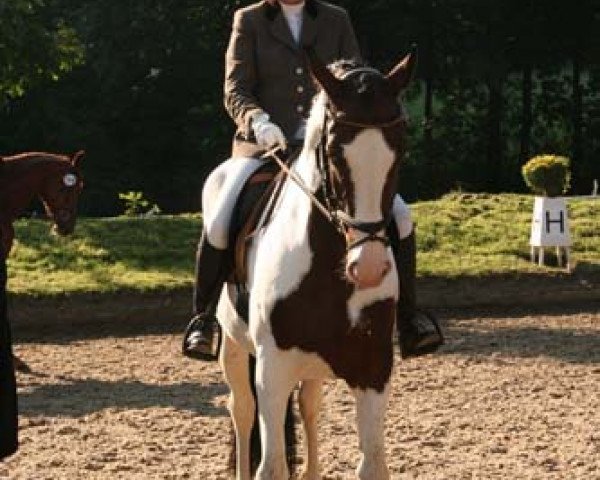 broodmare Sammy Jo (KWPN (Royal Dutch Sporthorse), 1998)