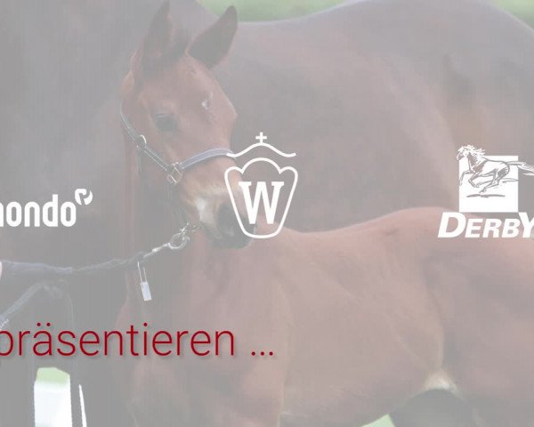 Stuten- und Fohlenschau Steinheim 2021