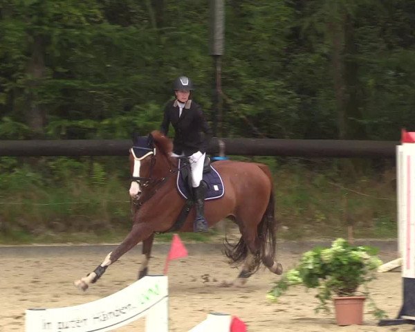 Springturnier Sieversen - Rosengarten 2021