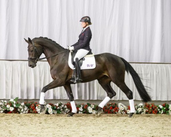 broodmare Ronja (Westphalian, 2011, from Rocky Lee)