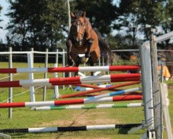 stallion Seven seas of love (German Sport Horse, 2005, from Sharan Dei Gratia)