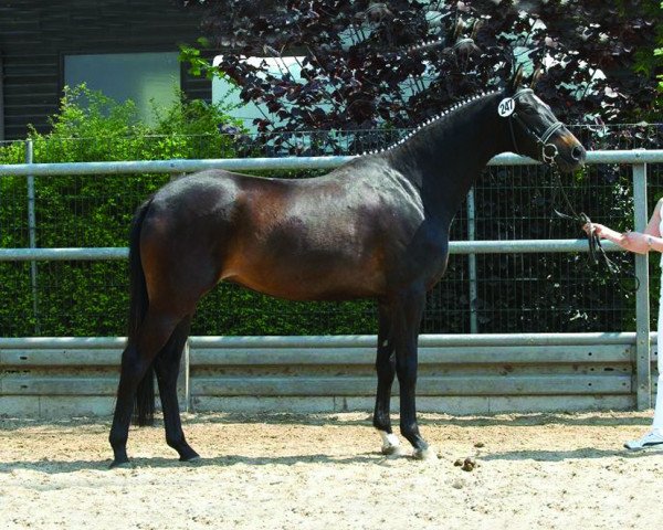 broodmare Königsblüte (Trakehner, 2002, from Latimer)