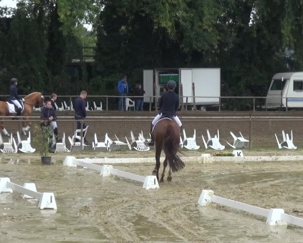 Reitturnier Willich-Anrath-Neersen 2021