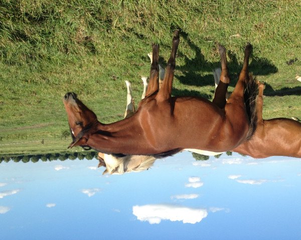 broodmare Donnerlottchen (German Riding Pony, 2012, from Dance Star AT NRW)