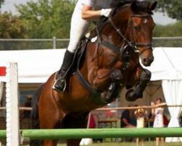 Springpferd Calimero M (Württemberger, 1996, von Calmaro)
