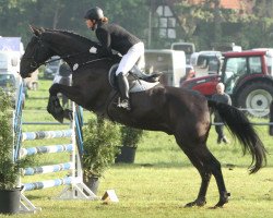 jumper Clayton 38 (Oldenburg show jumper, 2008, from Chin Chin)