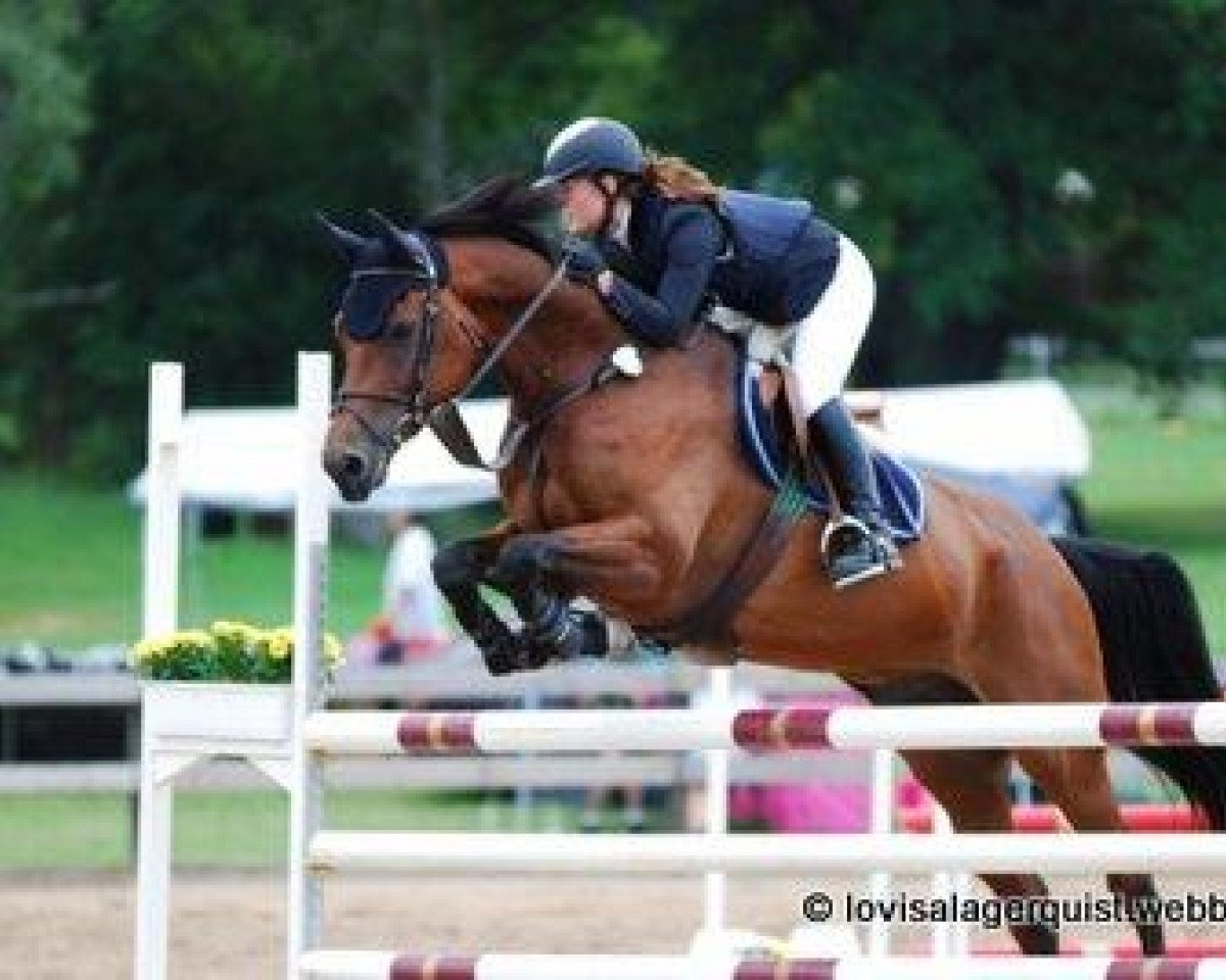 Jumper L'Rouchell (Oldenburger, 2002, from Landsieger I)