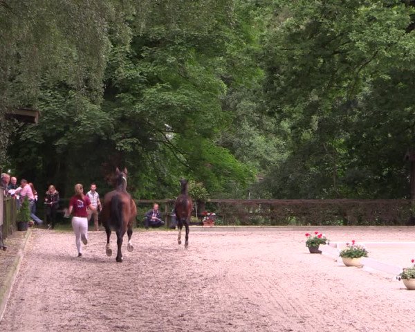 Holsteiner Fohlenschau in Grönwohld 2021