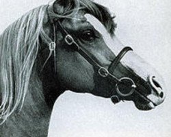 stallion Dancing King ox (ex Nut Is Satisfied) (Arabian purebred, 1961, from Indian King ox)