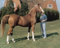 stallion Radfan ox (Arabian purebred, 1964, from Dancing King ox (ex Nut Is Satisfied))