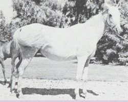 broodmare Lateefa RAS (Arabian purebred, 1945, from Gamil III RAS)