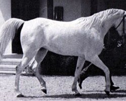 broodmare Ayda EAO (Arabian purebred, 1954, from Nazeer 1934 RAS)