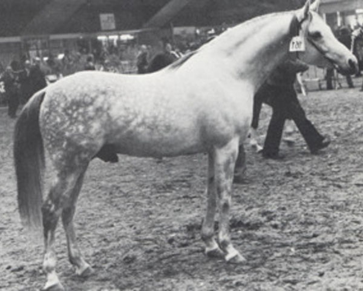 stallion Hamid EAO (Arabian purebred, 1972, from Hamdan II EAO)