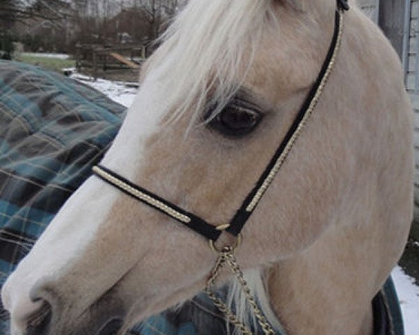broodmare Hogewald's Djony (Nederlands Rijpaarden en Pony, 1983, from Twickel's Julius)