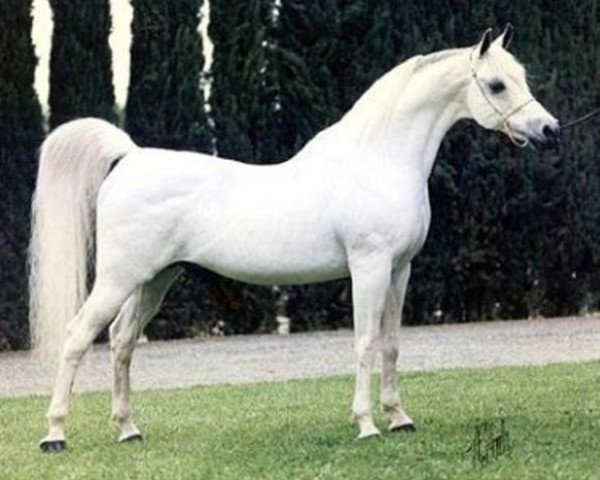 stallion ET Crown Prince ox (Arabian purebred, 1977, from The Egyptian Prince 1967 ox)