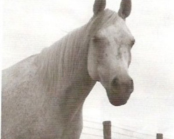 broodmare Ansata Sabiha 1968 EAO (Arabian purebred, 1968, from Ansata Ibn Halima 1958 EAO)