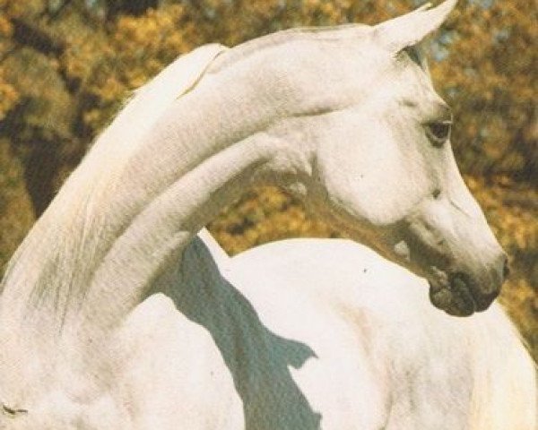 Zuchtstute Glorieta Shahlima EAO (Vollblutaraber, 1978, von Ansata Shah Zaman 1968 ox)