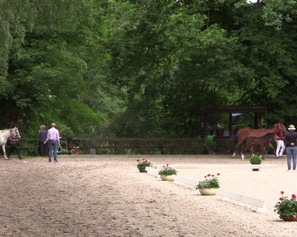 Holsteiner Fohlenschau in Grönwohld 2021