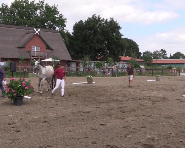Holsteiner Fohlenschau in Krummesse 2021