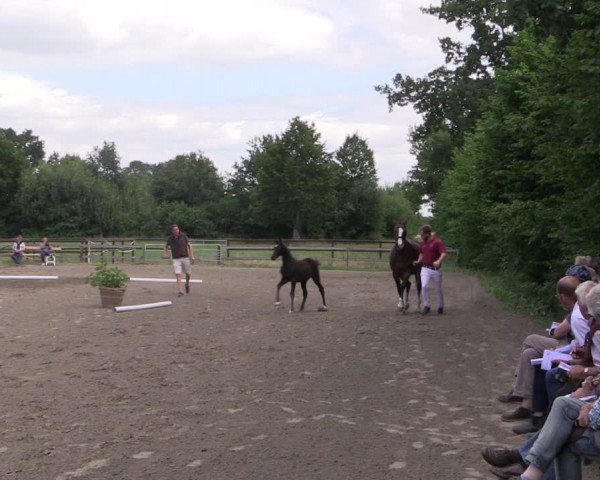 Holsteiner Fohlenschau in Krummesse 2021