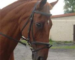 dressage horse Borsalino (Hanoverian, 1986, from Brentano I)