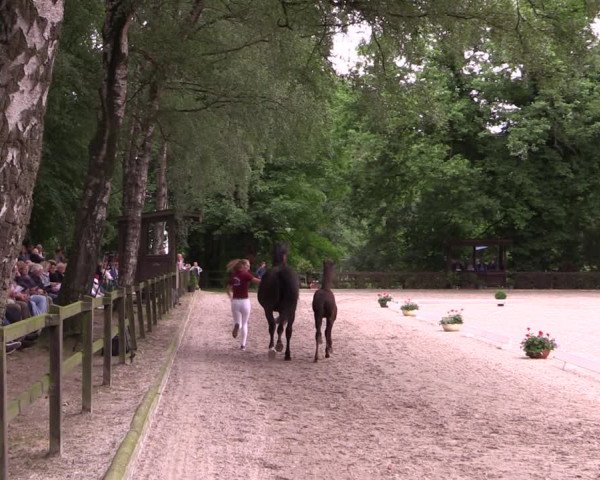 Holsteiner Fohlenschau in Grönwohld 2021