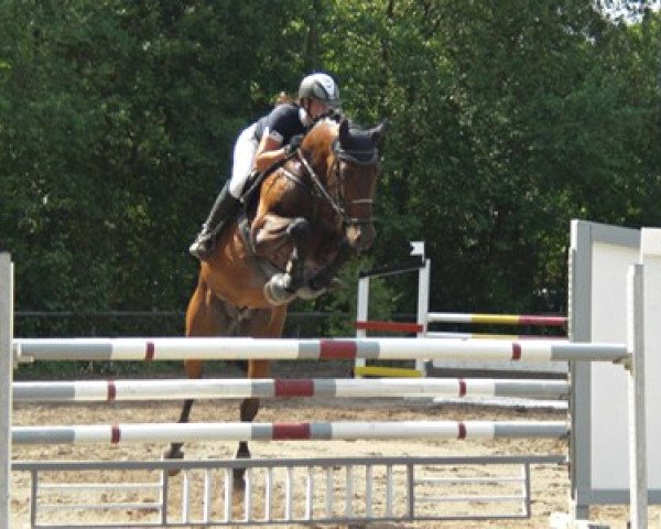 jumper Charming Thom (Oldenburg show jumper, 2004, from Centesimo I)