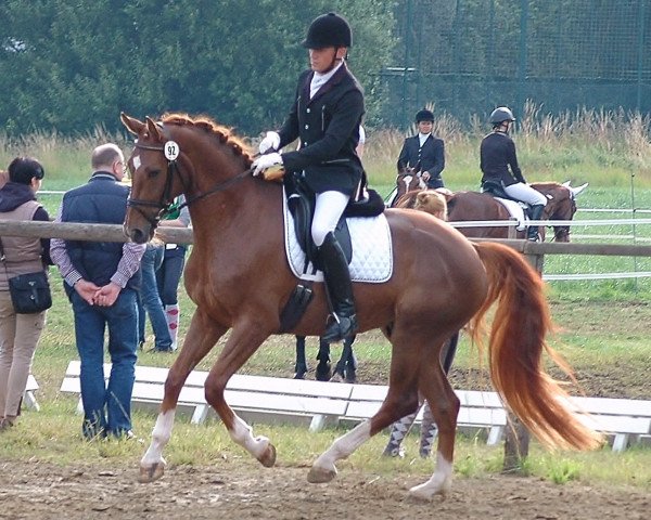 dressage horse Bodyguard WF (Westphalian, 2010, from Belissimo NRW) dressage horse Bodyguard WF (Westphalian, 2010, from Belissimo NRW)