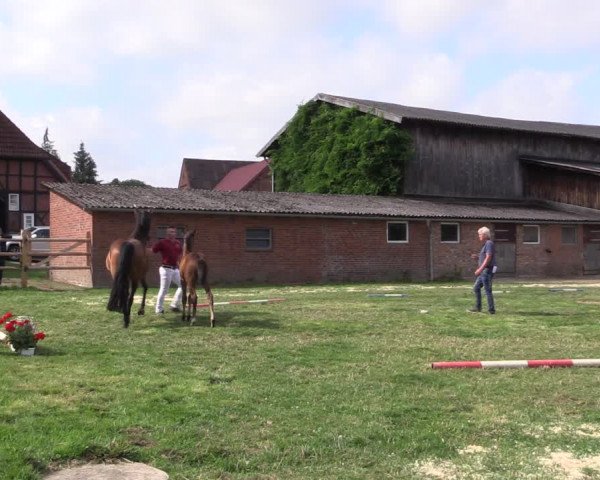 Holsteiner Fohlenschau in Hammoor 2021