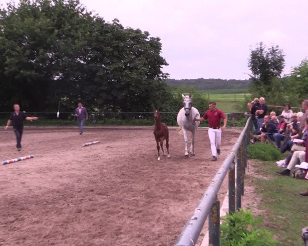 Holsteiner Fohlenchampionat im Körbezirk Stromarn-Lauenburg 2021