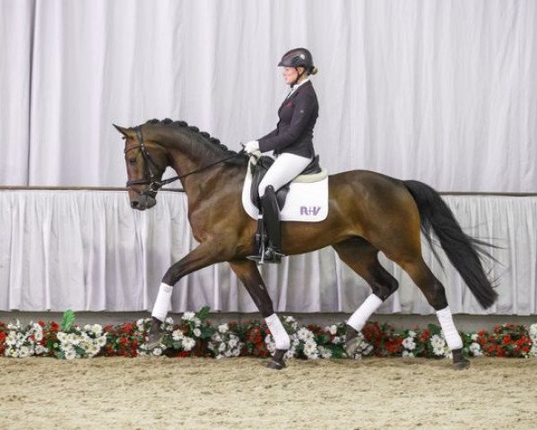 Dressurpferd Lewandowski V (Westfale, 2012, von Lord Loxley I)