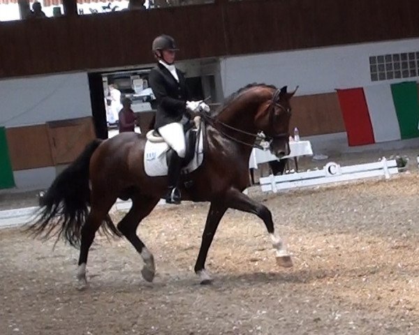 dressage horse Caracillo (Holsteiner, 2006, from Cracker Jack 5)