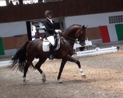 Dressurpferd Caracillo (Holsteiner, 2006, von Cracker Jack 5)