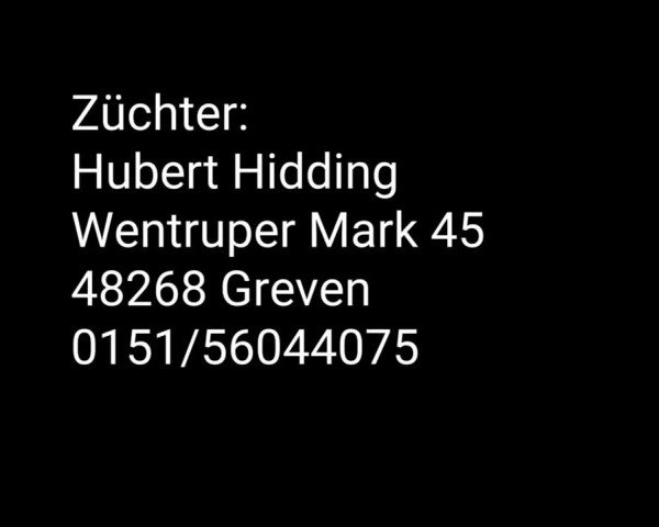 Stuten- und Fohlenschau Greven 2021