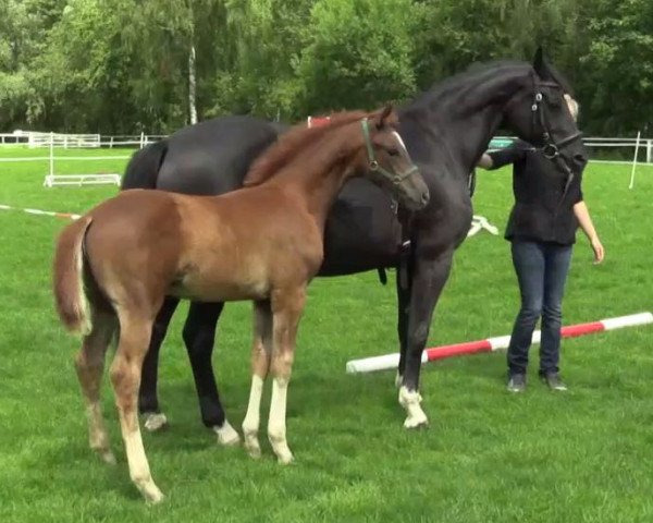 Pferd Delikat (Westfale, 2014, von Dankeschön)
